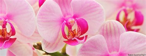 orchidee facebook